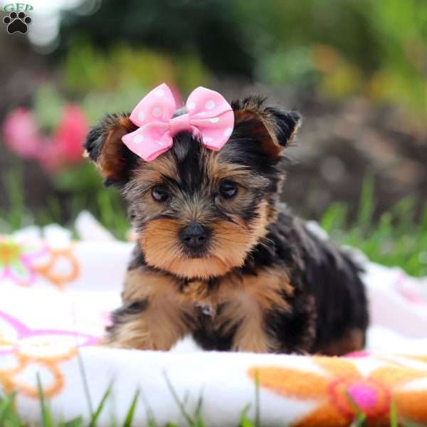 Daisy, Yorkie Puppy
