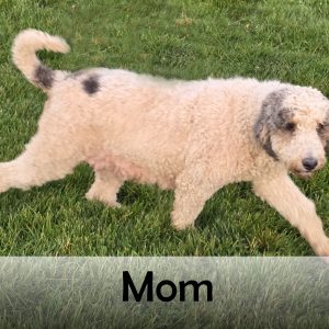 mom