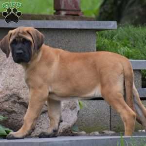 Daisy, English Mastiff Puppy