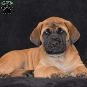 Daisy, English Mastiff Puppy