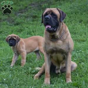 Daisy, English Mastiff Puppy