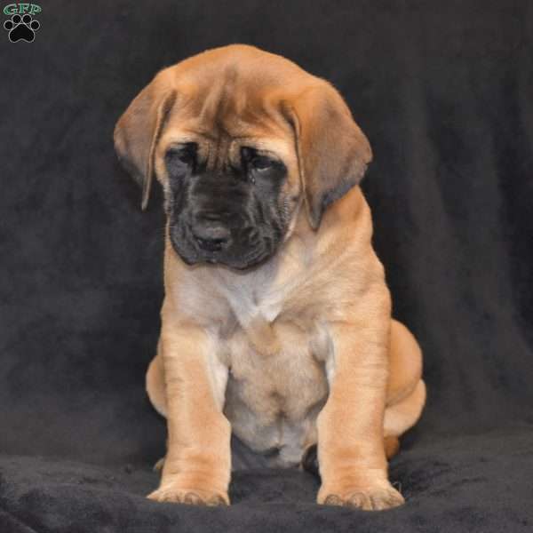 Daisy, English Mastiff Puppy