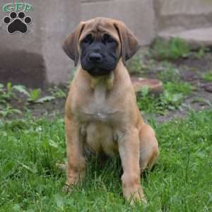 Daisy, English Mastiff Puppy