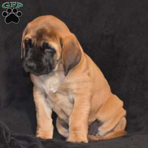 Daisy, English Mastiff Puppy