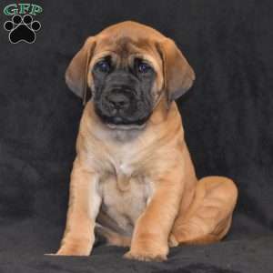 Daisy, English Mastiff Puppy