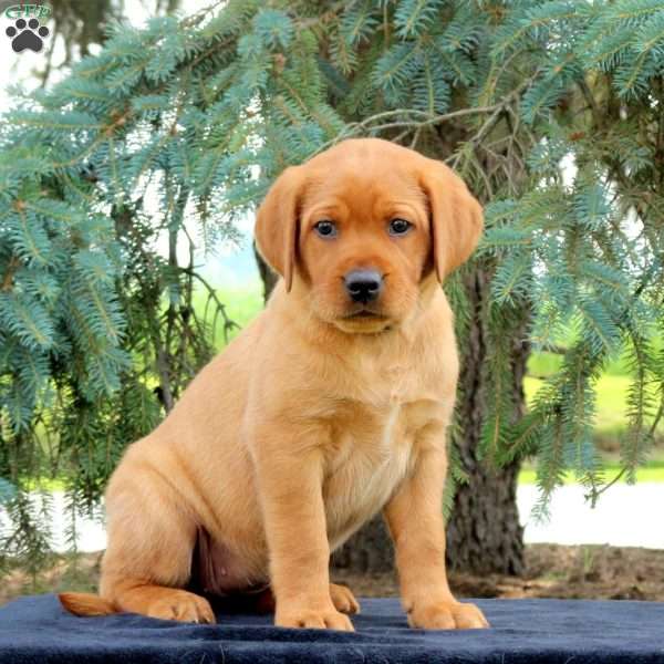 Arrow, Fox Red Labrador Retriever Puppy