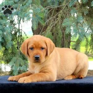 Arrow, Fox Red Labrador Retriever Puppy