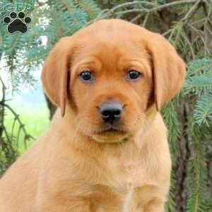 Arrow, Fox Red Labrador Retriever Puppy