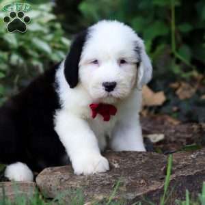 Dallas, Old English Sheepdog Puppy