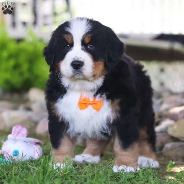 Dallas, Bernese Mountain Dog Puppy