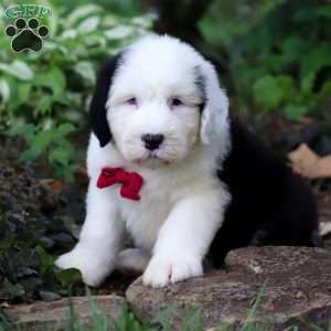 Dallas, Old English Sheepdog Puppy