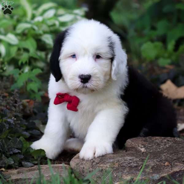 Dallas, Old English Sheepdog Puppy