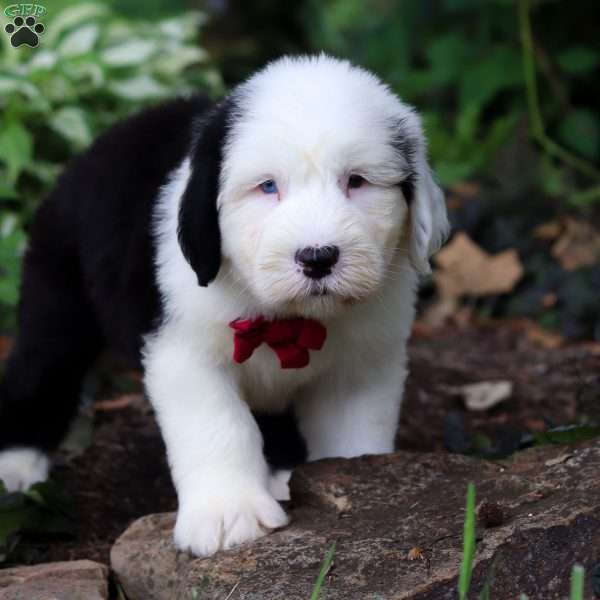 Dallas, Old English Sheepdog Puppy
