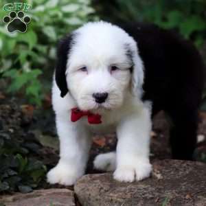 Dallas, Old English Sheepdog Puppy