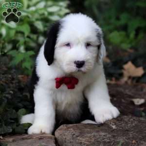 Dallas, Old English Sheepdog Puppy