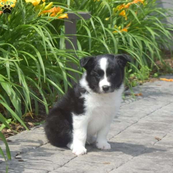 Dallas, Border Collie Puppy