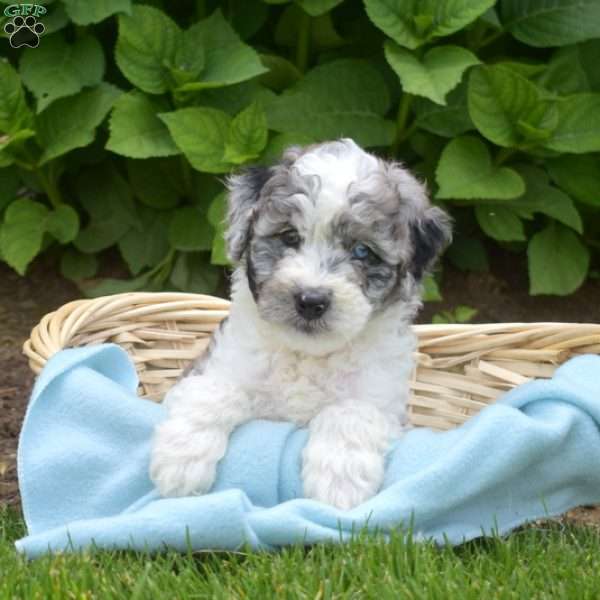 Dallas, Mini Aussiedoodle Puppy