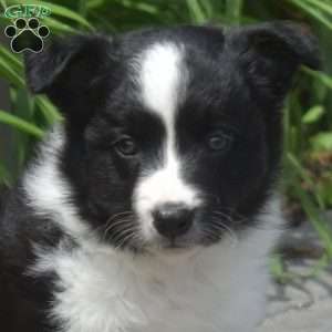 Dallas, Border Collie Puppy