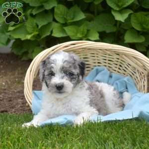 Dallas, Mini Aussiedoodle Puppy