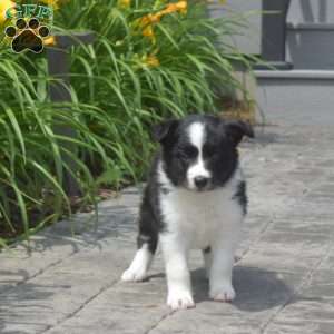 Dallas, Border Collie Puppy
