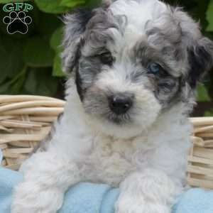Dallas, Mini Aussiedoodle Puppy