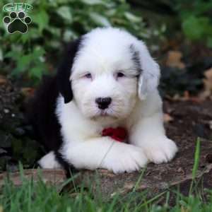 Dallas, Old English Sheepdog Puppy