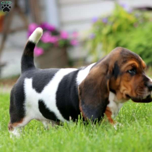 Dan, Basset Hound Puppy