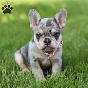 Dana, French Bulldog Puppy