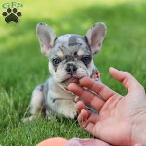 Dana, French Bulldog Puppy