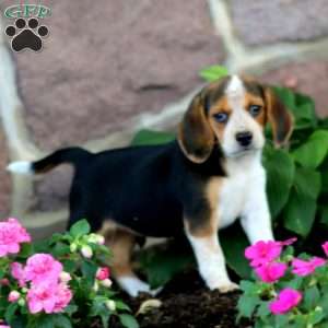 Danita, Beagle Puppy