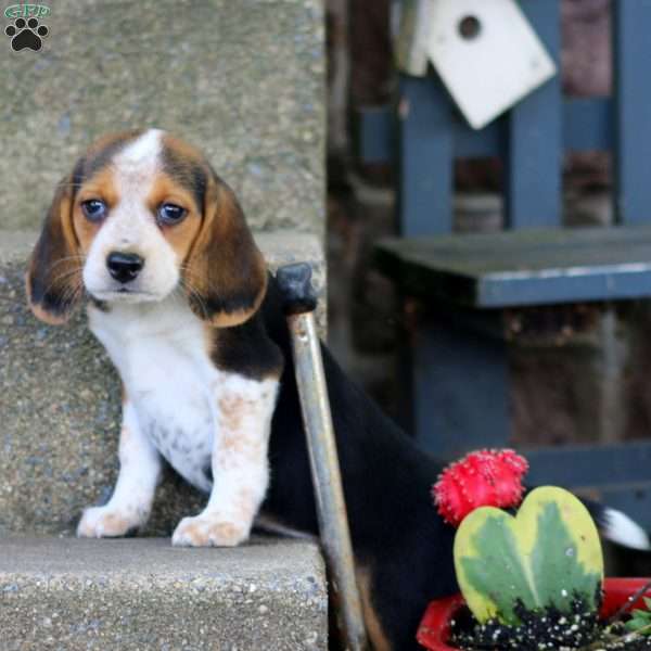 Danita, Beagle Puppy
