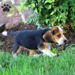 Danita, Beagle Puppy