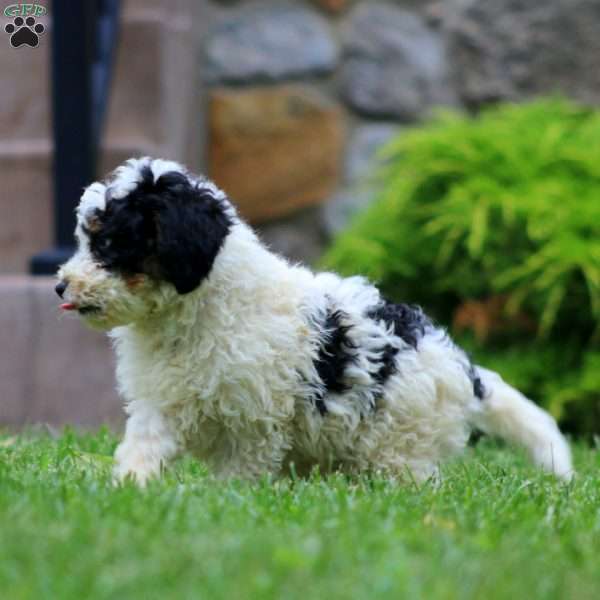 Danny, Mini Bernedoodle Puppy