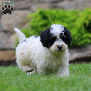 Danny, Mini Bernedoodle Puppy