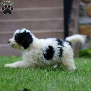 Danny, Mini Bernedoodle Puppy