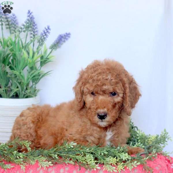 Daphne, Mini Goldendoodle Puppy