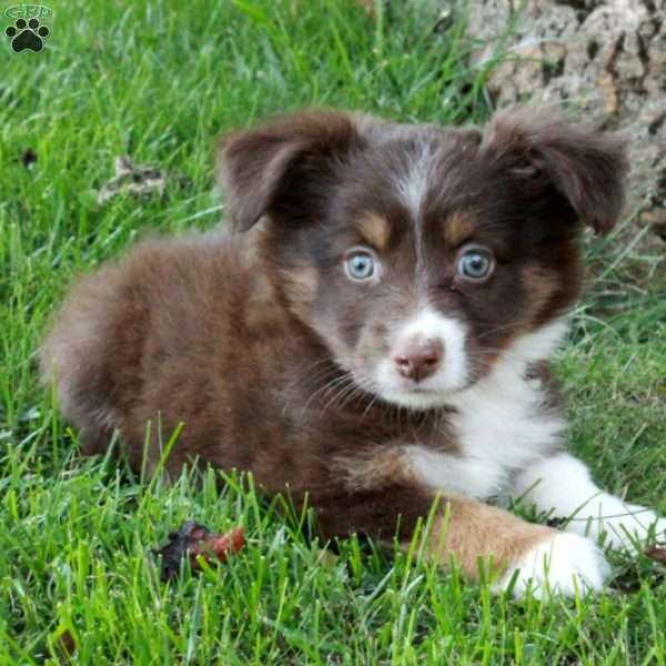 Daphne, Australian Shepherd Puppy