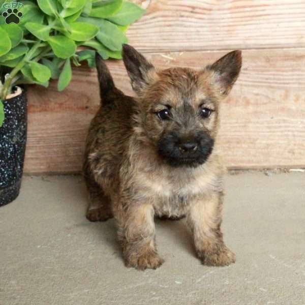 Daphne, Cairn Terrier Puppy
