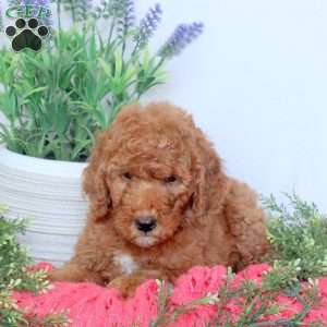 Daphne, Mini Goldendoodle Puppy
