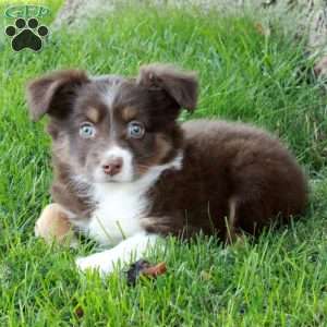 Daphne, Australian Shepherd Puppy