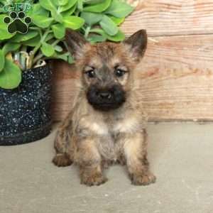 Daphne, Cairn Terrier Puppy