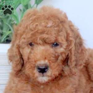 Daphne, Mini Goldendoodle Puppy