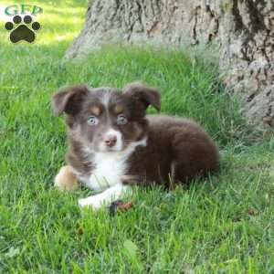 Daphne, Australian Shepherd Puppy
