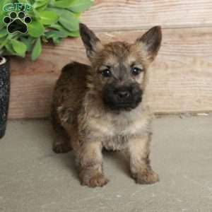 Daphne, Cairn Terrier Puppy