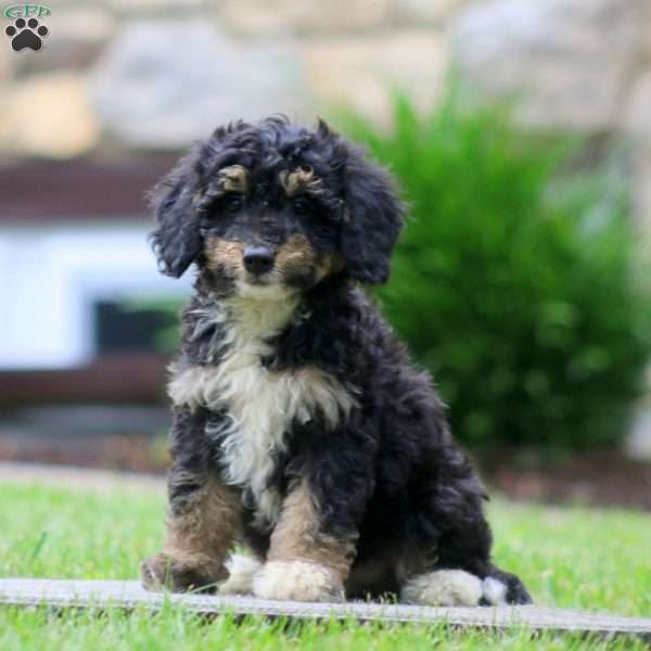 Darla, Mini Bernedoodle Puppy