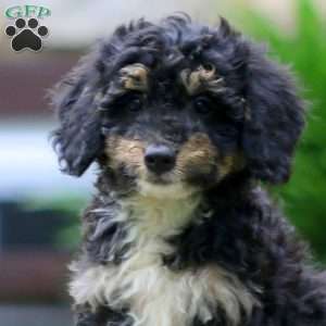 Darla, Mini Bernedoodle Puppy