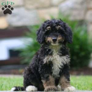Darla, Mini Bernedoodle Puppy