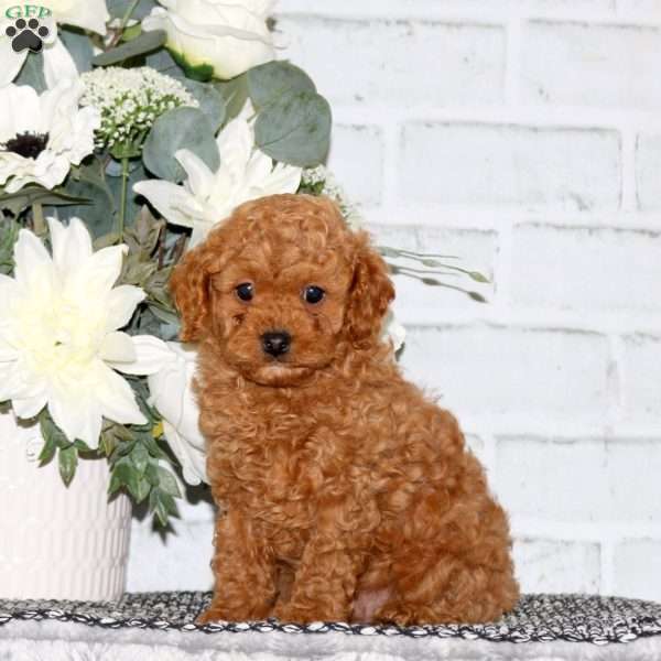 Darwin, Cavapoo Puppy