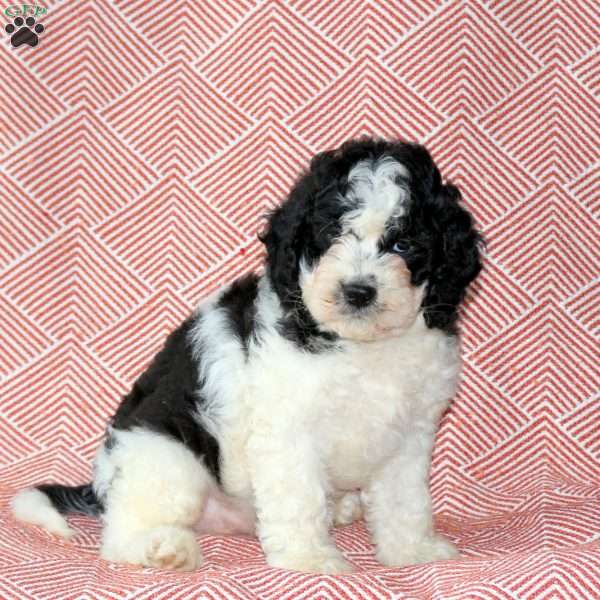 Darwin, Cavapoo Puppy