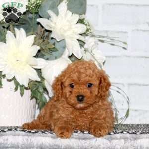 Darwin, Cavapoo Puppy